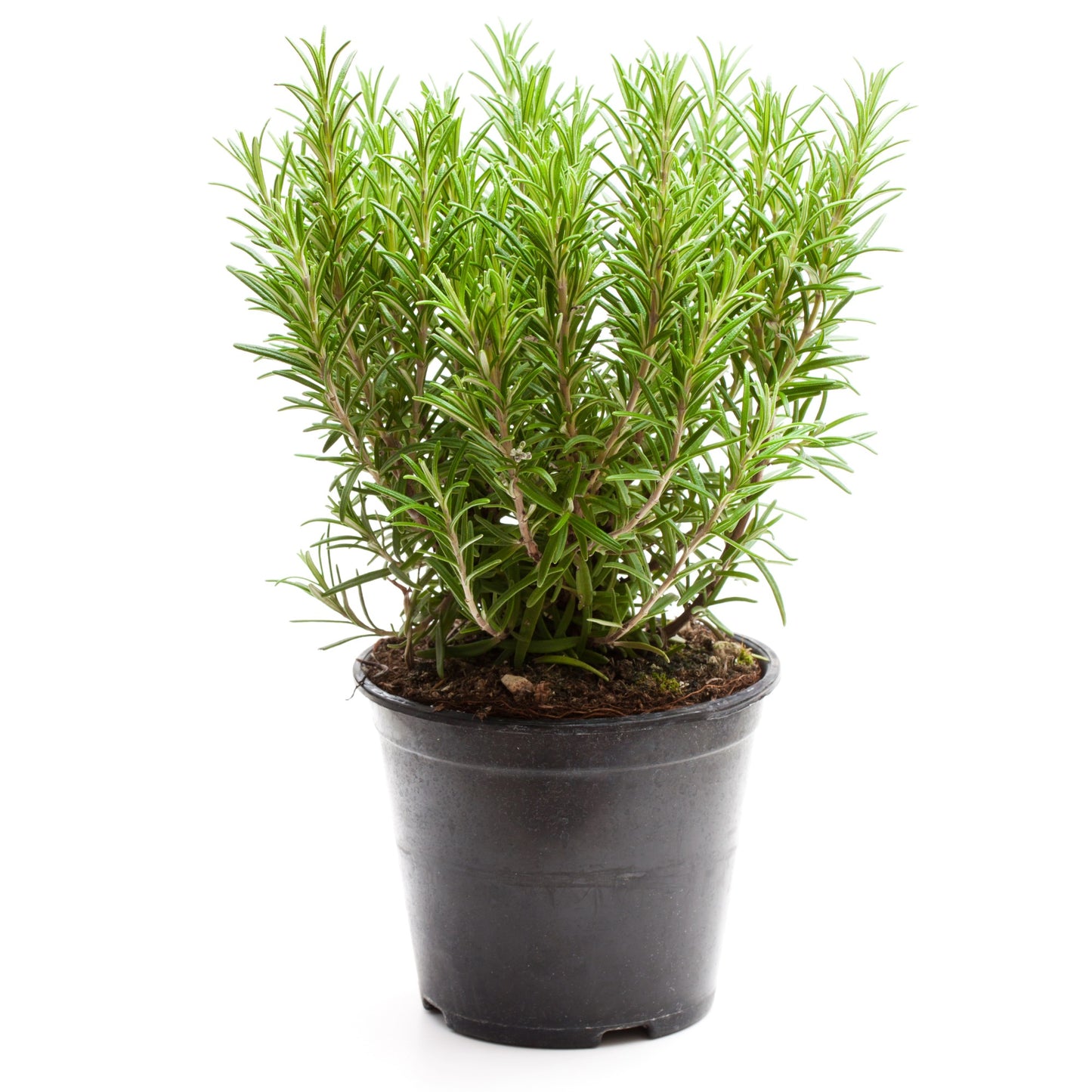 Rosemary - Salvia rosmarinus (syn. Rosmarinus officinalis)