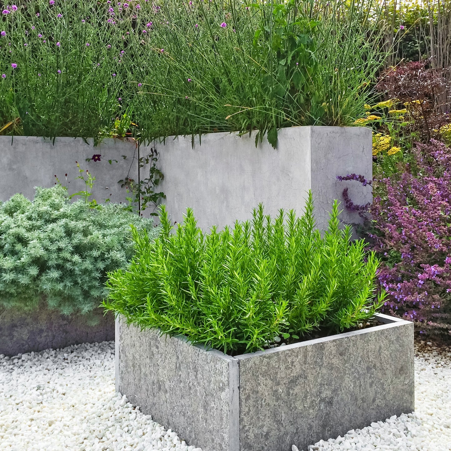 Rosemary - Salvia rosmarinus (syn. Rosmarinus officinalis)