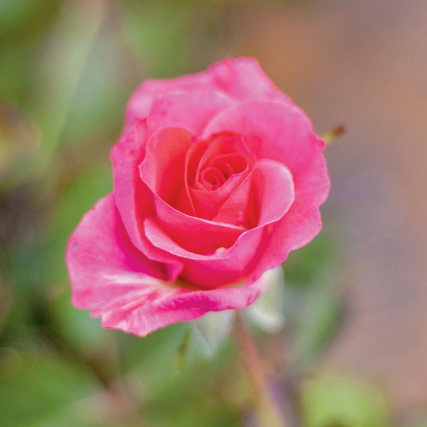 AURORA BOREALIS® Rose