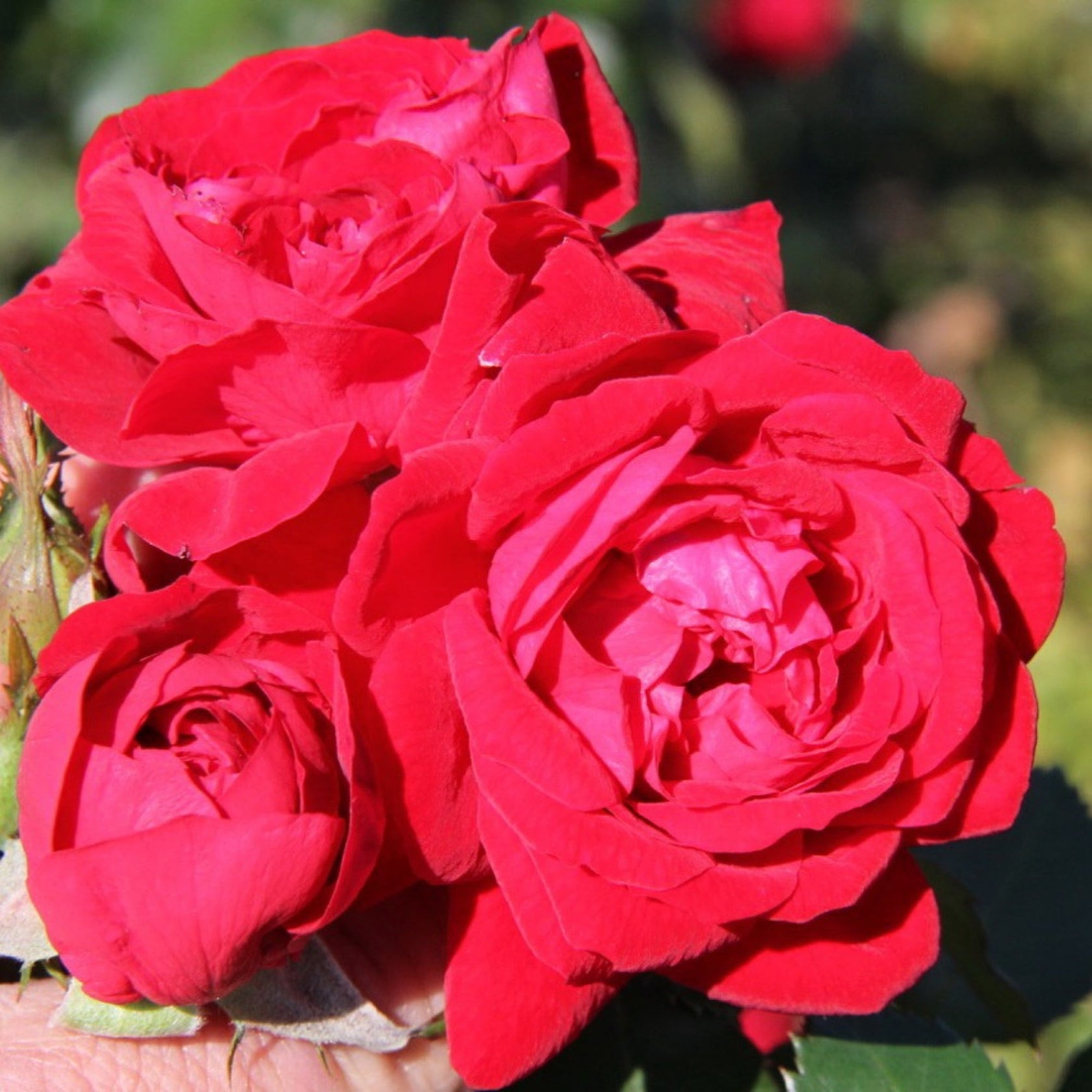 Rose Canady Canadian Shield® Rose | Hardy Red Zone 3 Rose | Rosa – Jardineries Botanix