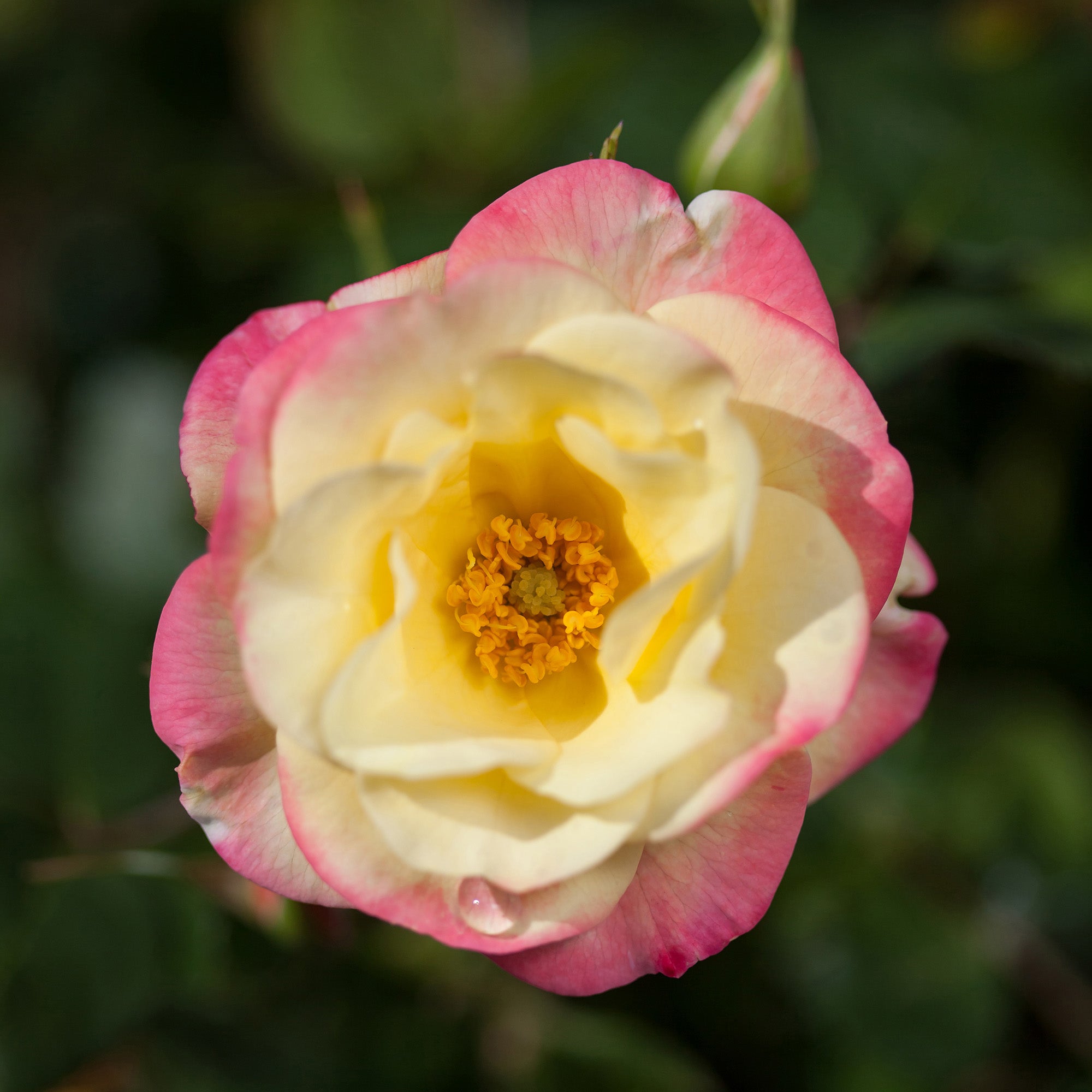 Spitfire Rosa A Blaze of Shifting Colours All Summer | Campfire Shrub Rose | Botanix ...
