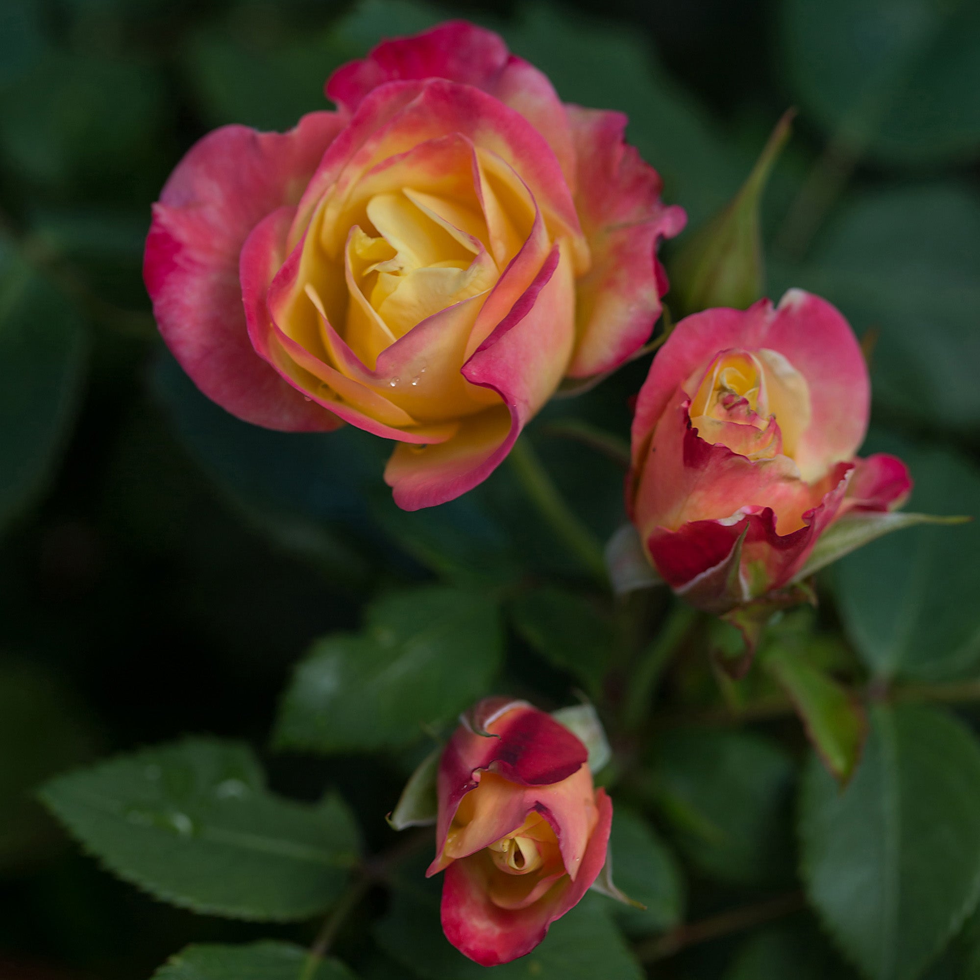 Spitfire Rosa A Blaze of Shifting Colours All Summer | Campfire Shrub Rose | Botanix ...