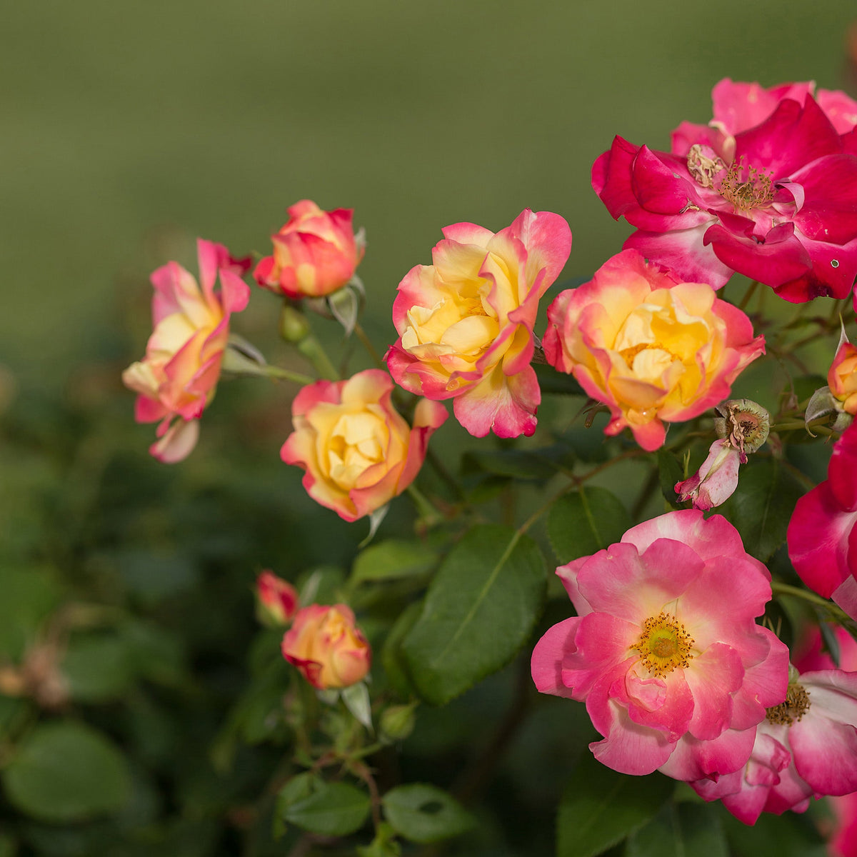 Spitfire Rosa A Blaze of Shifting Colours All Summer | Campfire Shrub Rose | Botanix ...