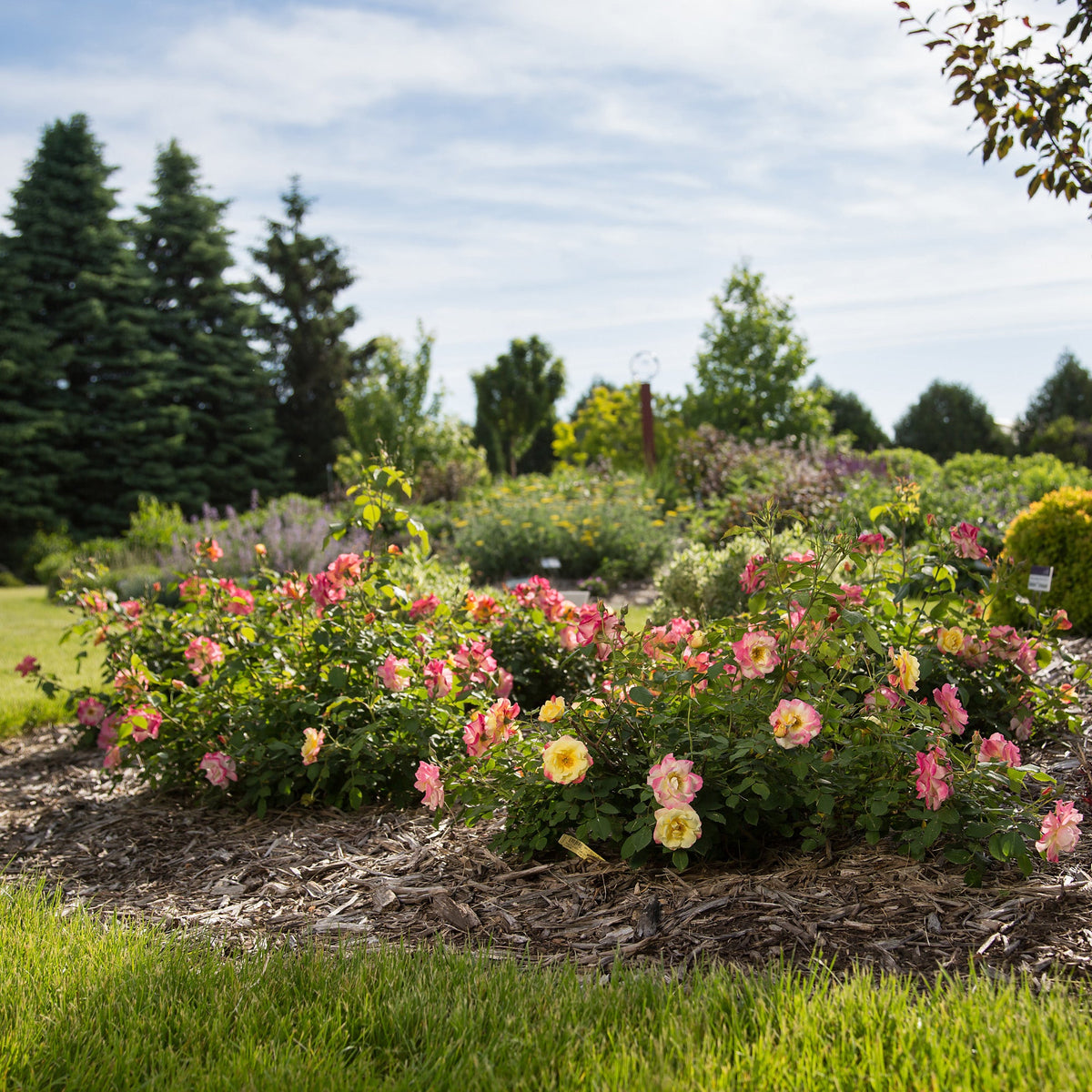 Spitfire Rosa A Blaze of Shifting Colours All Summer | Campfire Shrub Rose | Botanix ...
