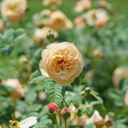 FLAVORETTE™ Honey-Apricot Rose