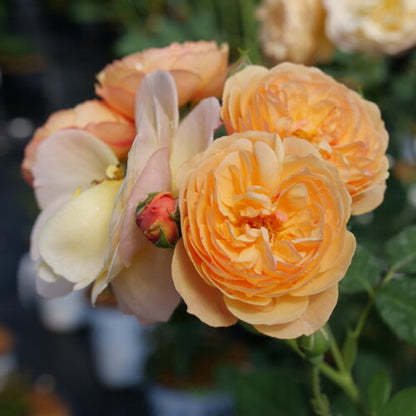 FLAVORETTE™ Honey-Apricot Rose