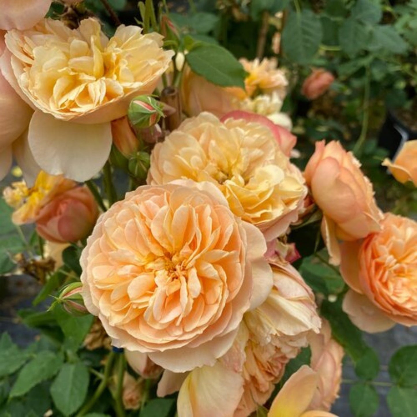 FLAVORETTE™ Honey-Apricot Rose