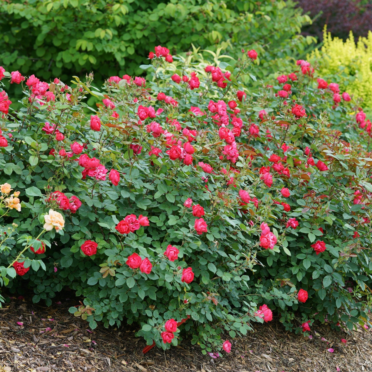 Oso Easy Ringo Roses Rosier OSO EASY DOUBLE RED® – Jardineries Botanix