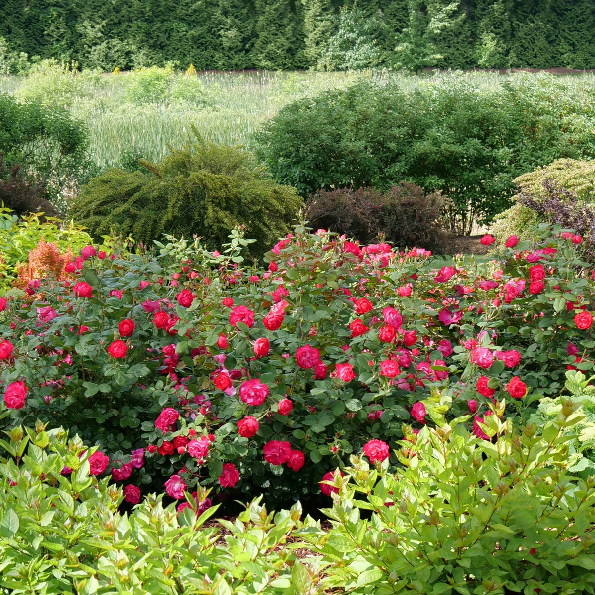 Oso Easy Ringo Roses Rosier OSO EASY DOUBLE RED® – Jardineries Botanix