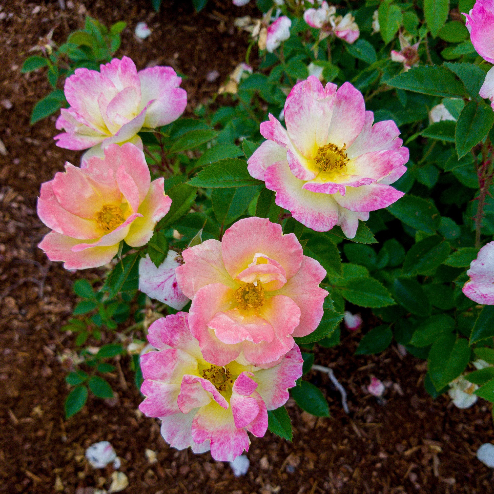 PEACH LEMONADE® Bloomin'Easy® Rose: Fragrant Colours & Hardy ...