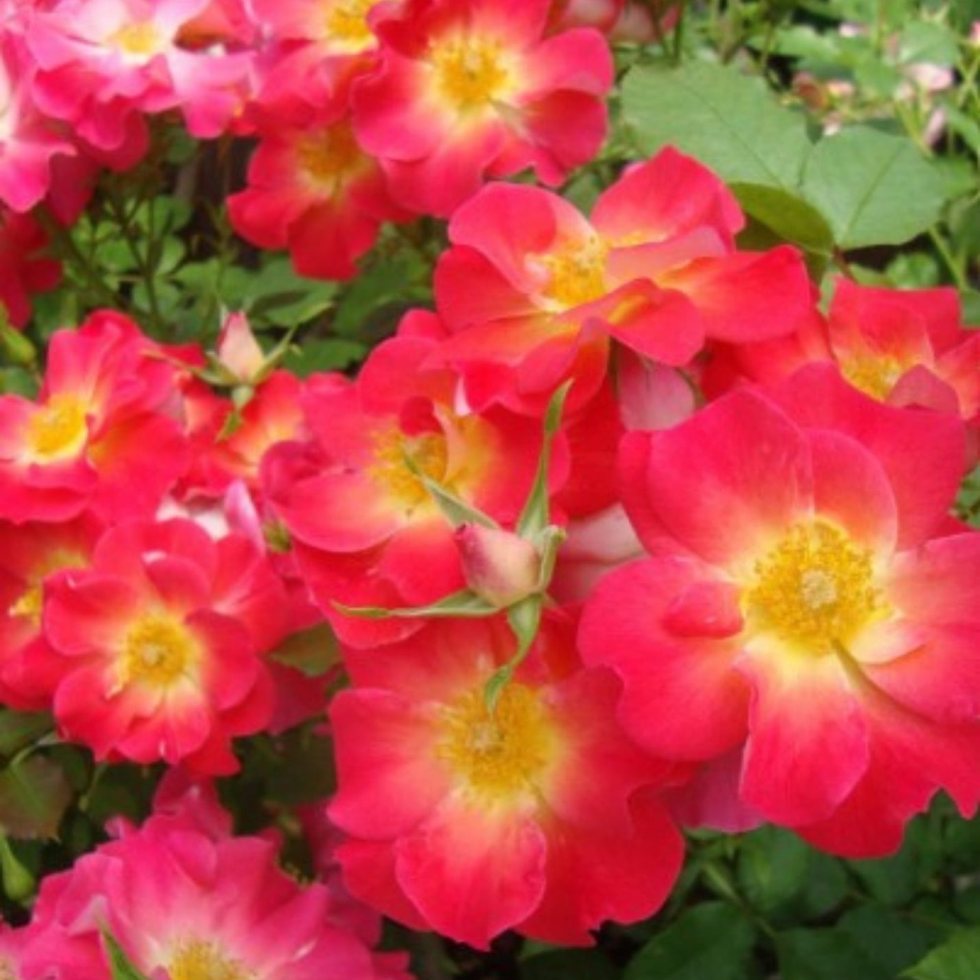 Yabba Dabba Doo' Rose Jardineries Botanix