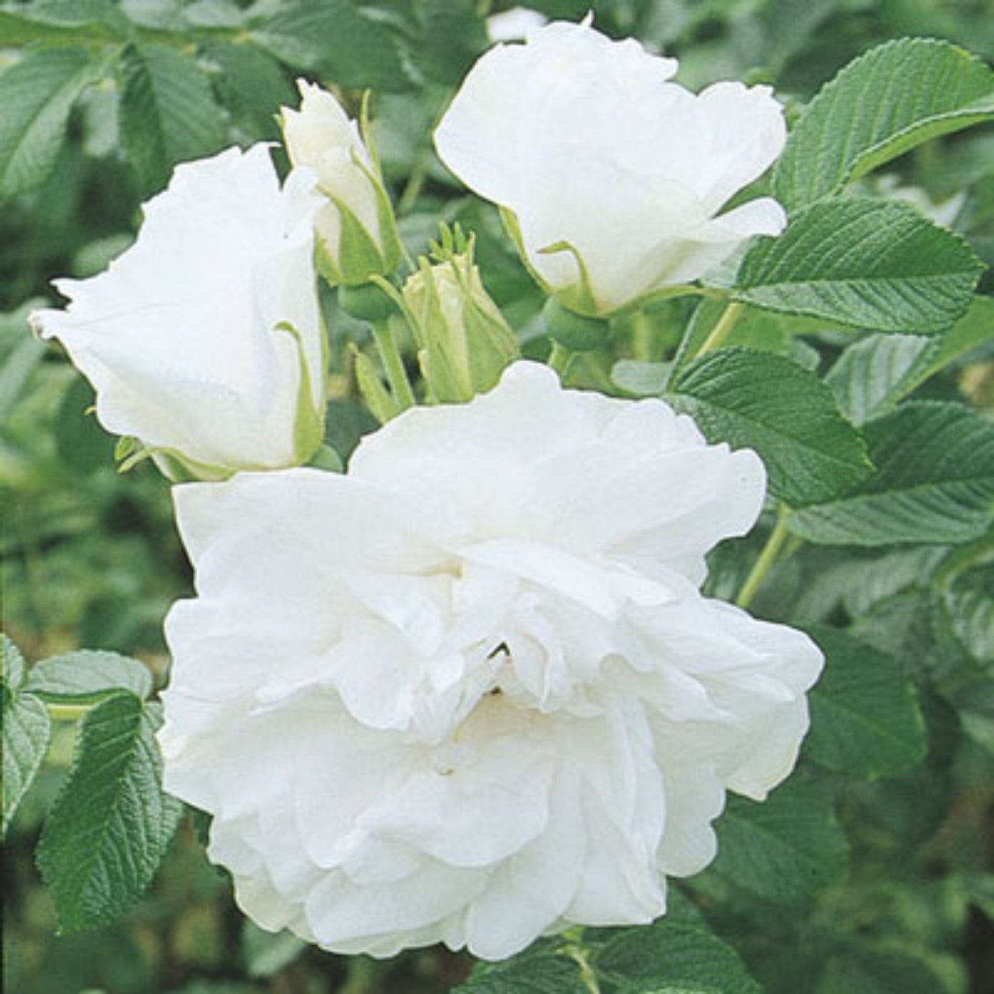 Blanc Double De Coubert' Rose