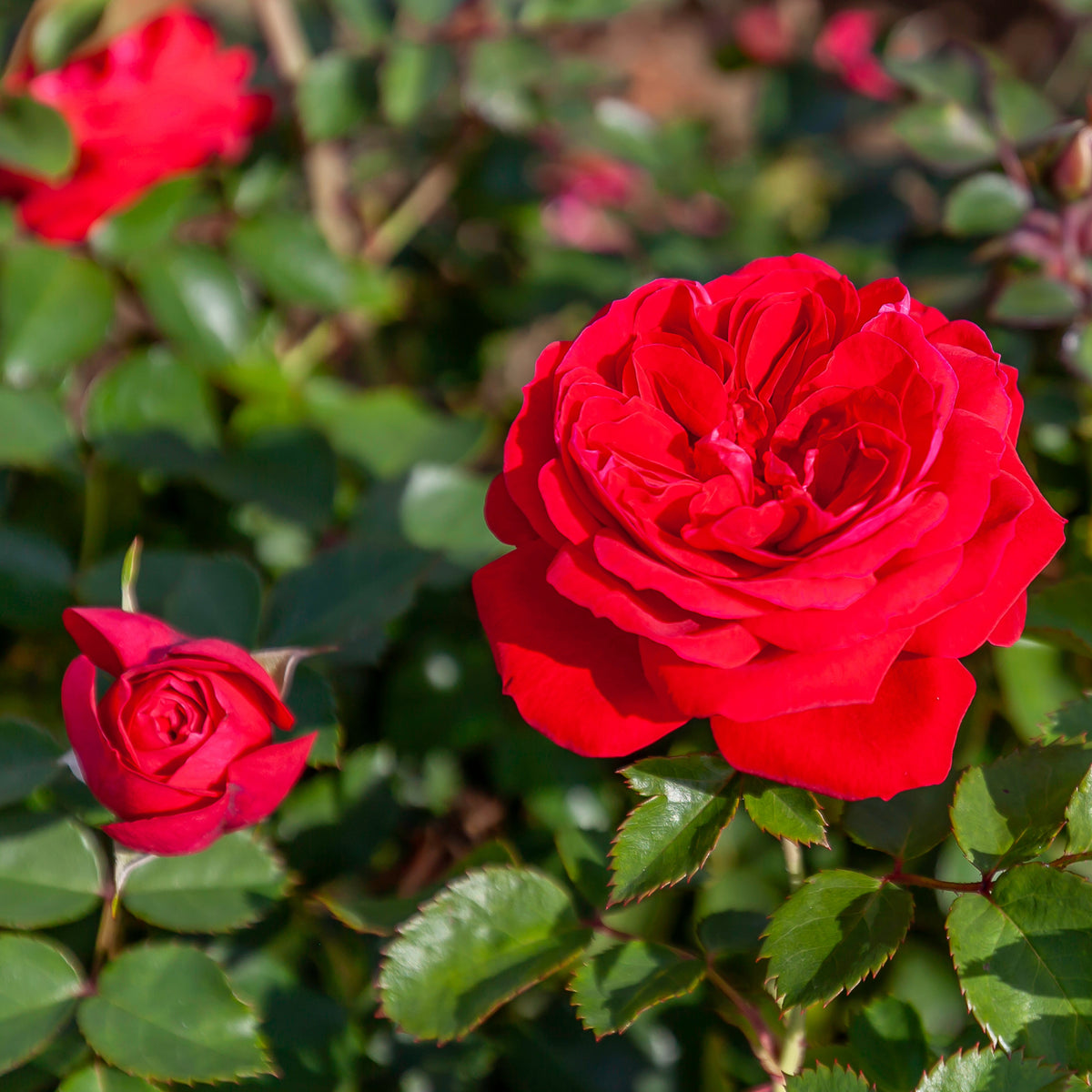 Rosier 'Bouclier Canadien' | Rosier Rouge Rustique Zone 3 | Canadian ...