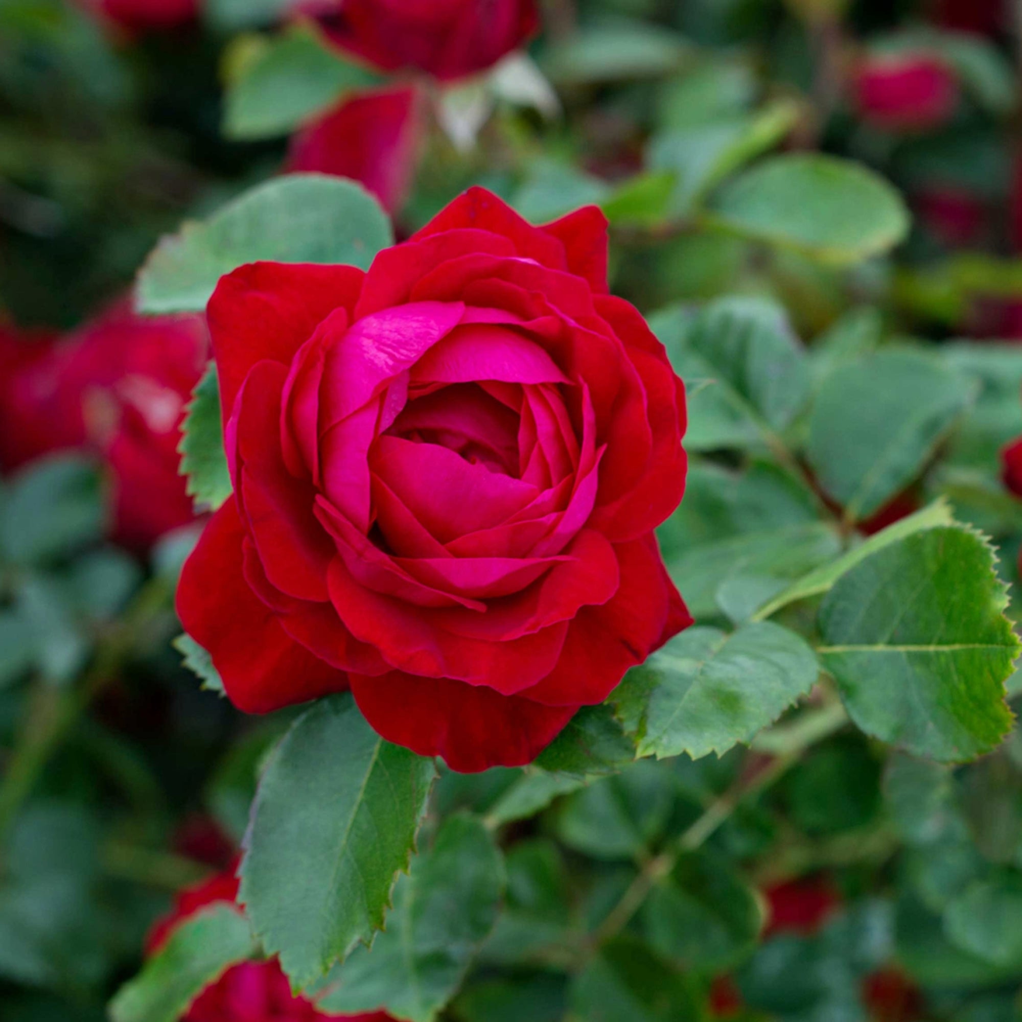 Rosier Boules Rouges Rosier 'Bouclier Canadien' | Rosier Rouge Rustique Zone 3 | Canadian ...