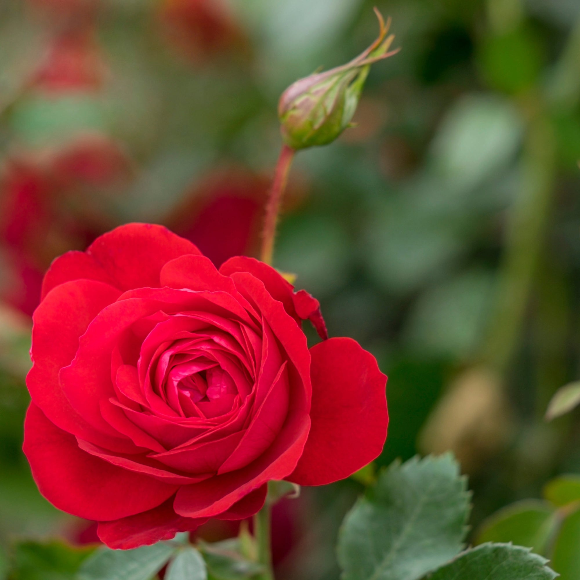 Rose Canady Canadian Shield® Rose | Hardy Red Zone 3 Rose | Rosa – Jardineries Botanix