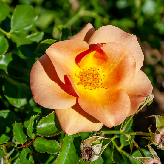 Chinook Roses Chinook Sunrise' Rose | Hardy Zone 3 Rose | 49th Parallel Collection ...