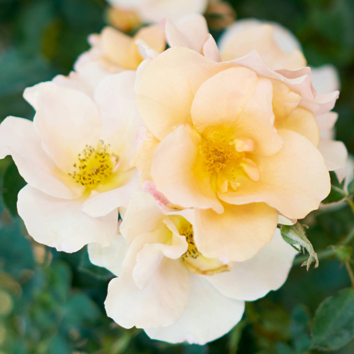Chinook Roses Chinook Sunrise' Rose | Hardy Zone 3 Rose | 49th Parallel Collection ...