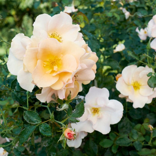 Chinook Sunrise' Rose | Hardy Zone 3 Rose | 49th Parallel Collection ...