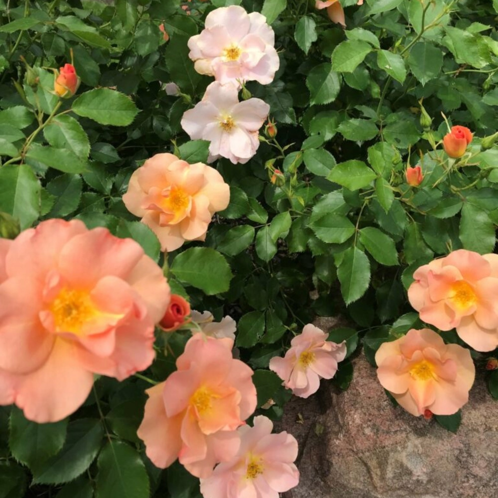 Chinook Roses Chinook Sunrise' Rose | Hardy Zone 3 Rose | 49th Parallel Collection ...