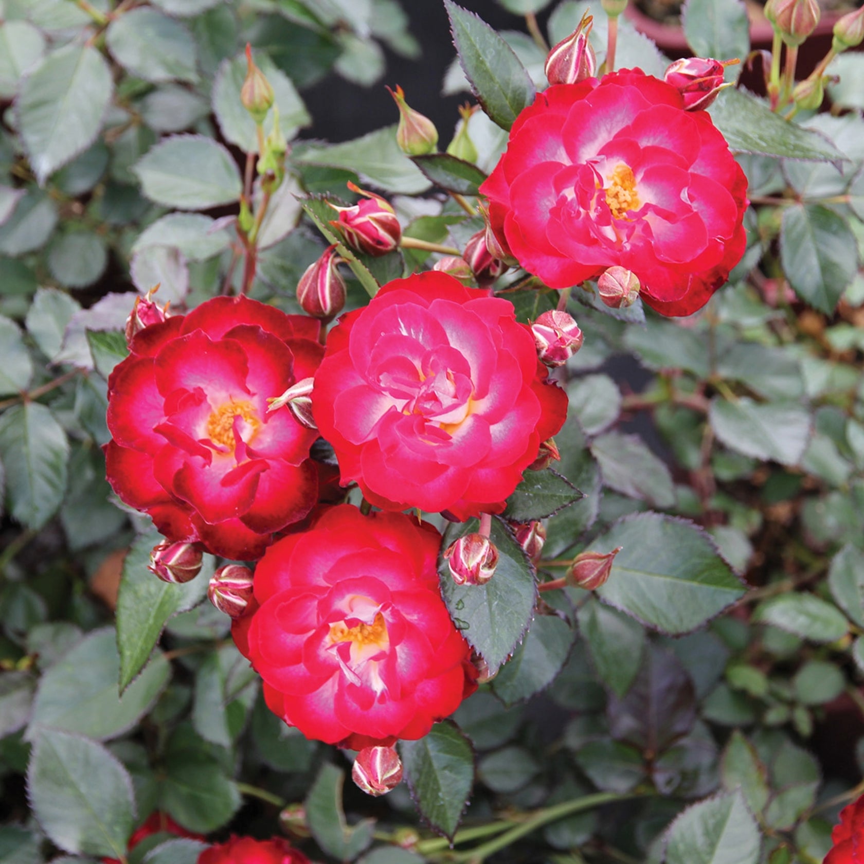 Rosier Bicolore Rouge et Blanc UltraRustique Botanix Jardineries