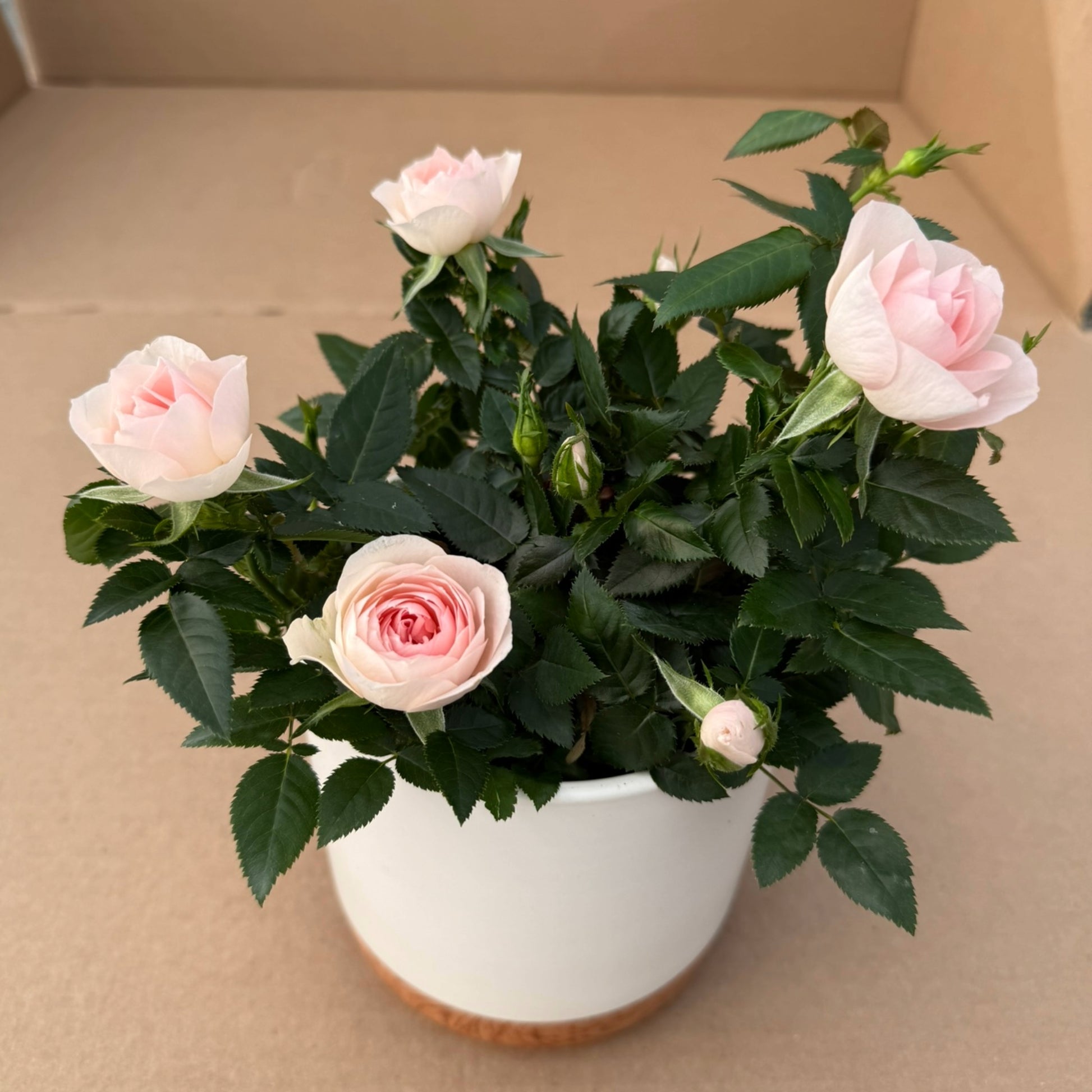 miniature rose plant indoor or outdoor Fragrant Indoor Rose 'RosAroma®'