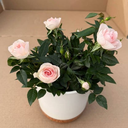rose plant in house Fragrant Indoor Rose 'RosAroma®'