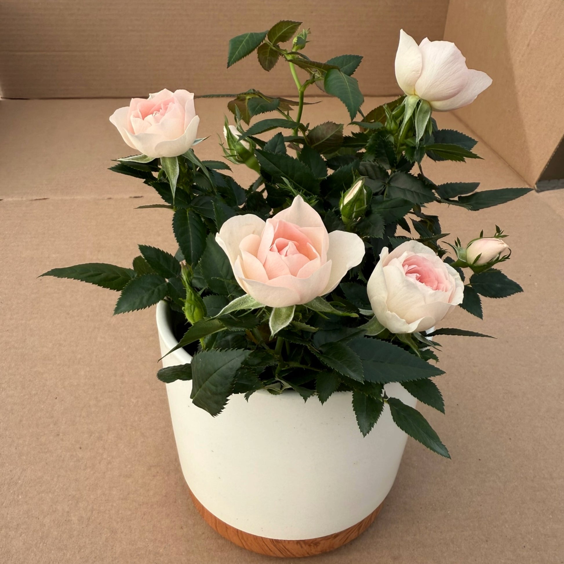 table rose plant indoor Fragrant Indoor Rose 'RosAroma®'