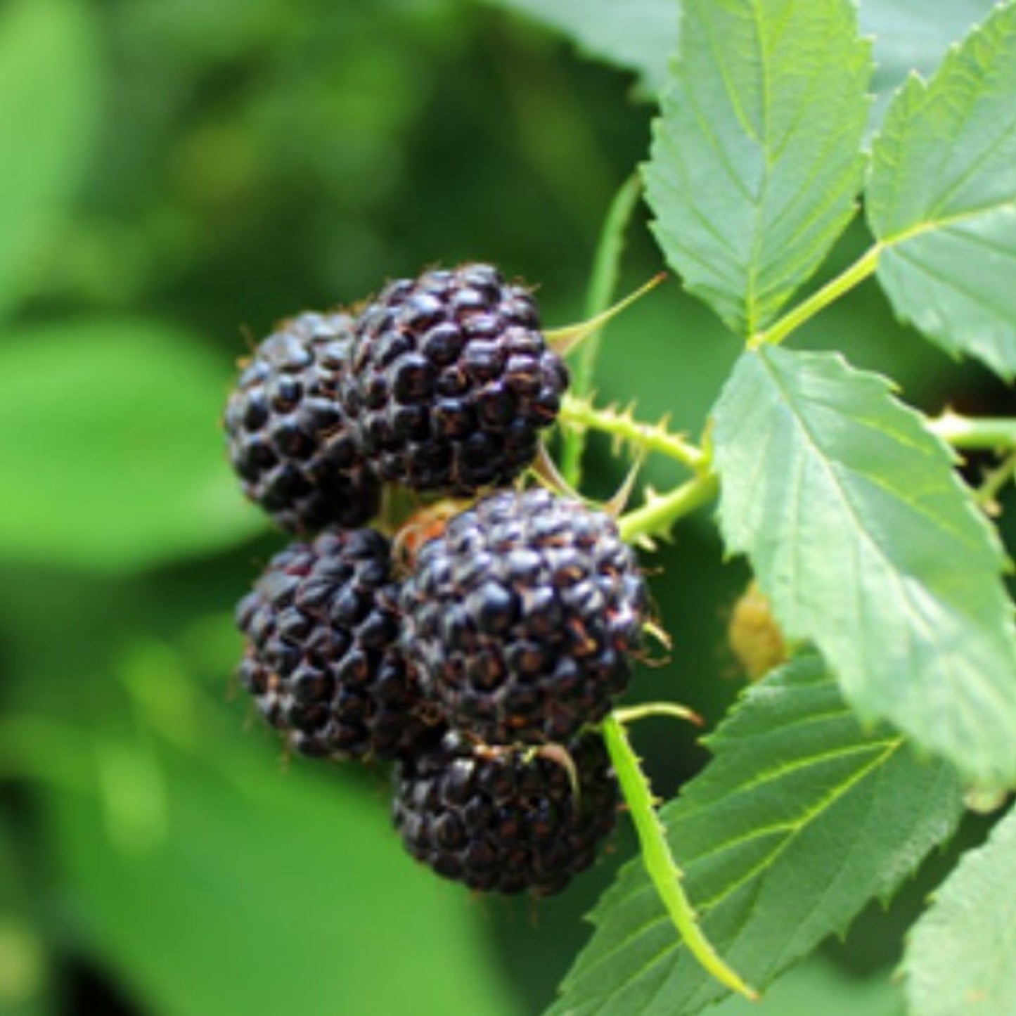 Pequot Lakes' Black Raspberry