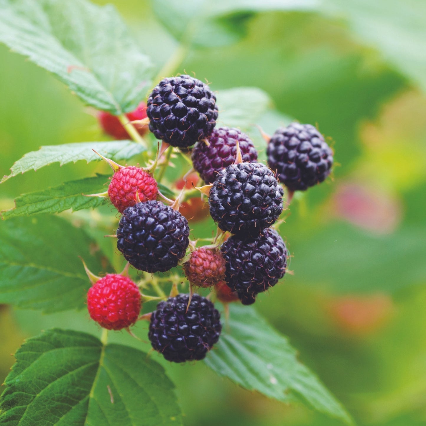 Mûrier sans épines 'Perron Noir'