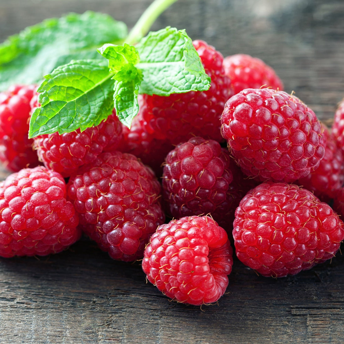Caroline' Raspberry – Jardineries Botanix
