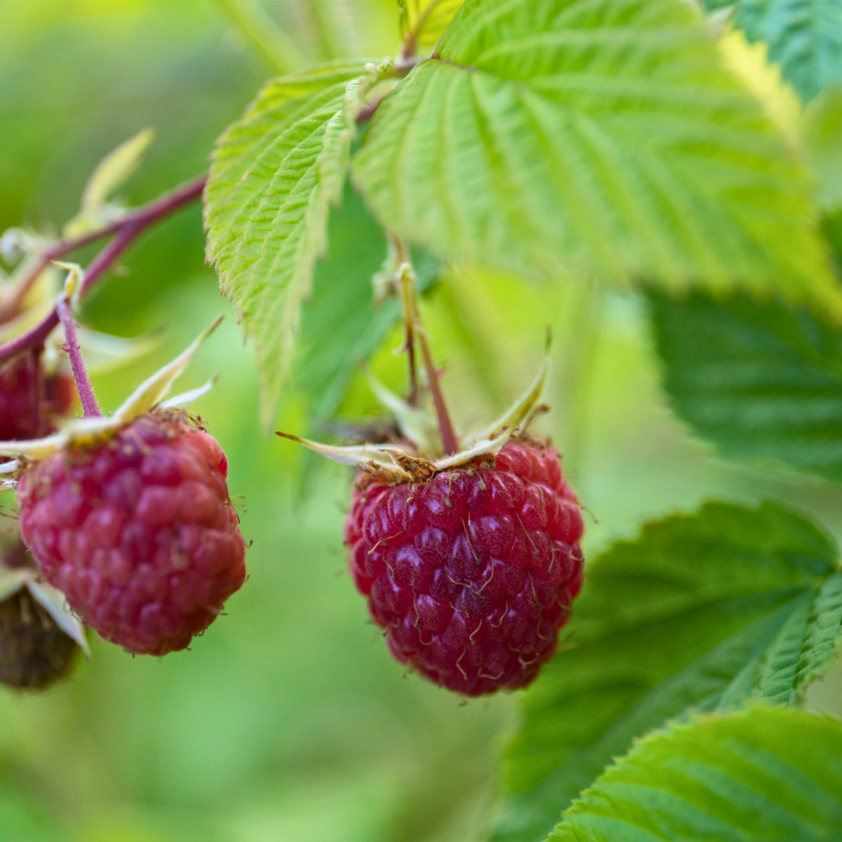 Idaeus Raspberry Heritage' Everbearing Raspberry – Jardineries Botanix