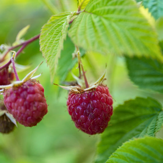 Heritage' Everbearing Raspberry