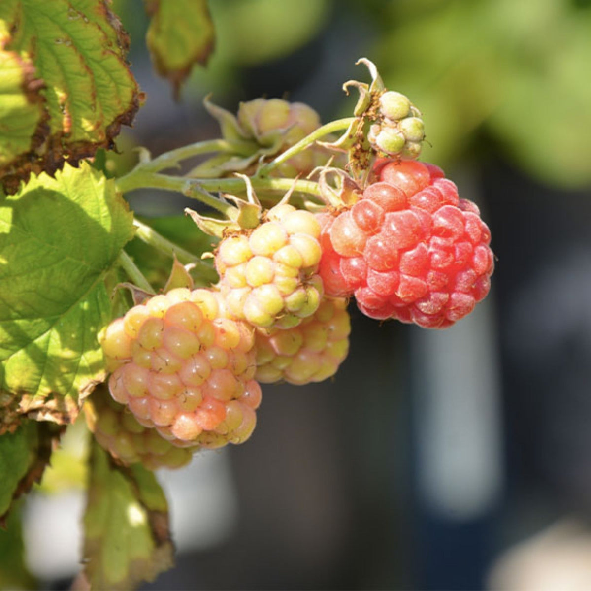 Santa Raspberry Shortcake Framboisier RASPBERRY SHORTCAKE® – Jardineries Botanix