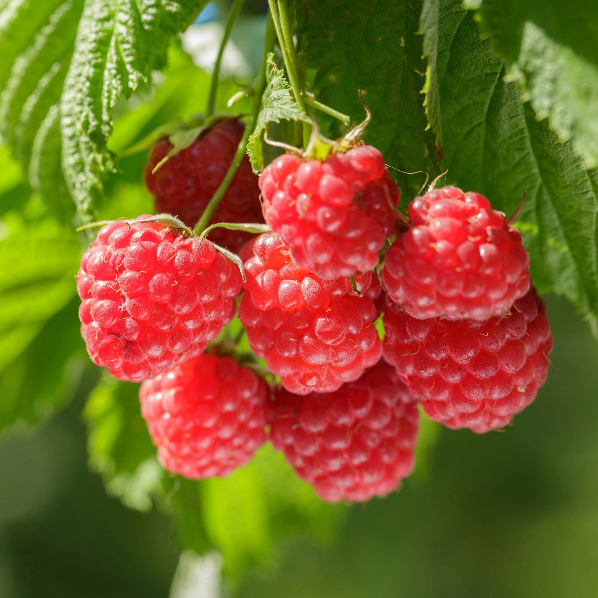 'Heritage' Raspberry | Double Harvest, Firm | Botanix – Jardineries Botanix