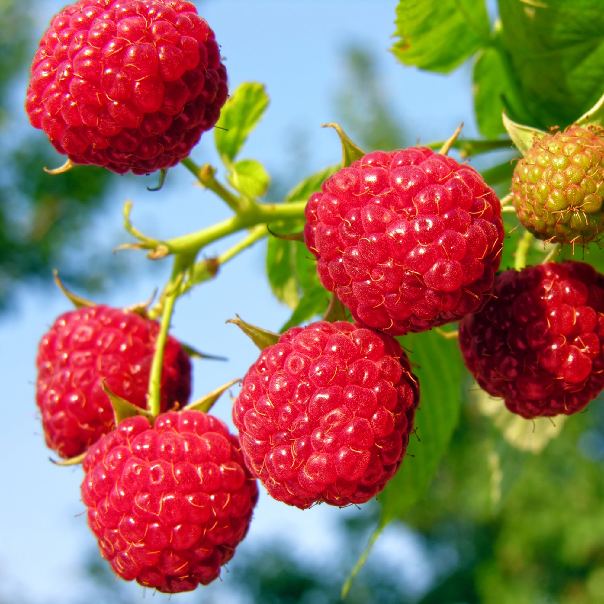 'Nova' Raspberry | Early, Productive | Botanix – Jardineries Botanix