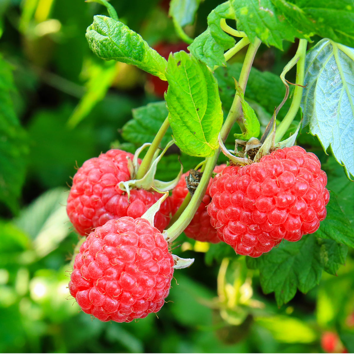 Amethyst Raspberry Plant 'Royalty' Raspberry | Purple, Double Harvest | Botanix – Jardineries ...