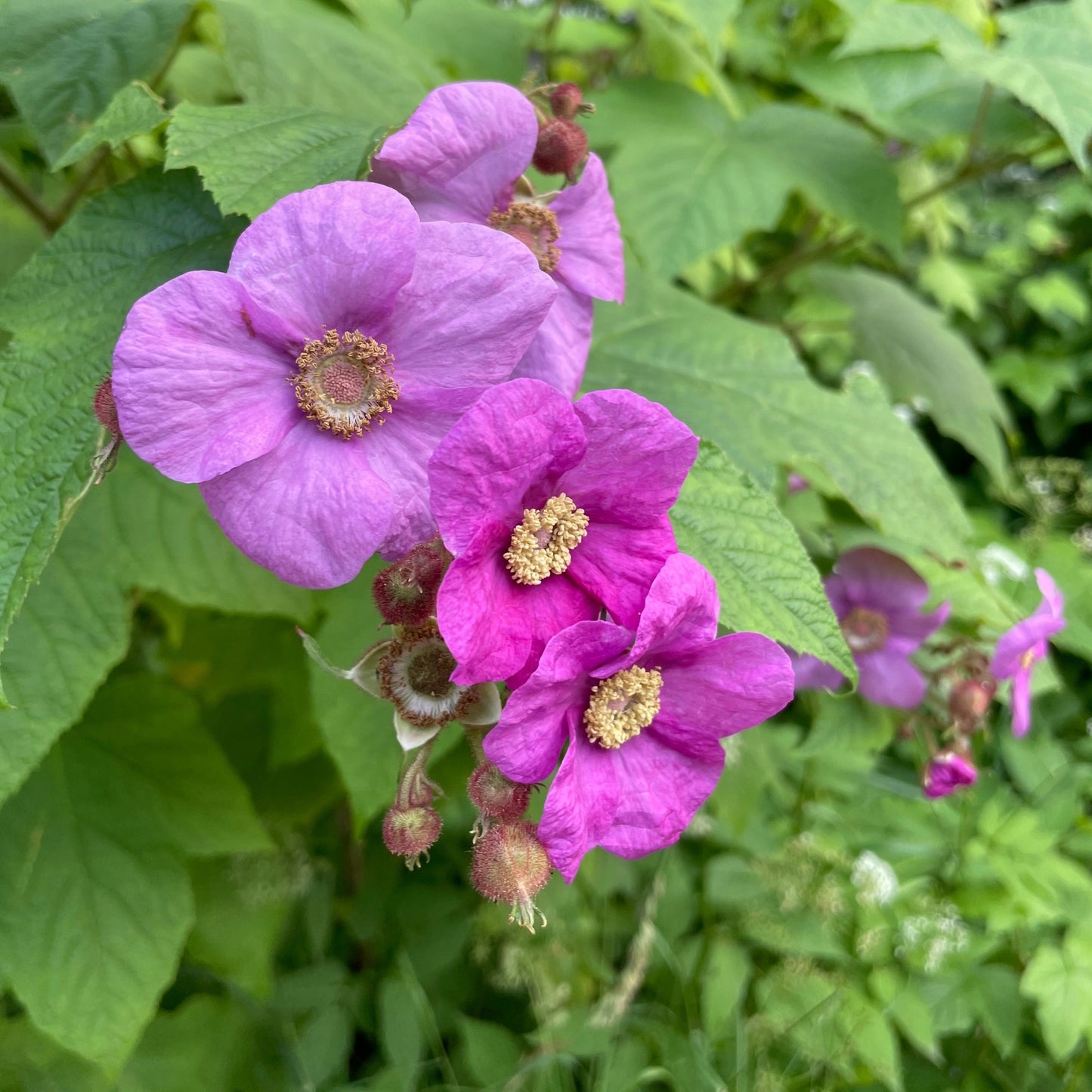 Native Collection: The Essence of Quebec in Your Garden