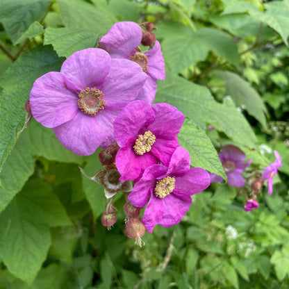Native Collection: The Essence of Quebec in Your Garden