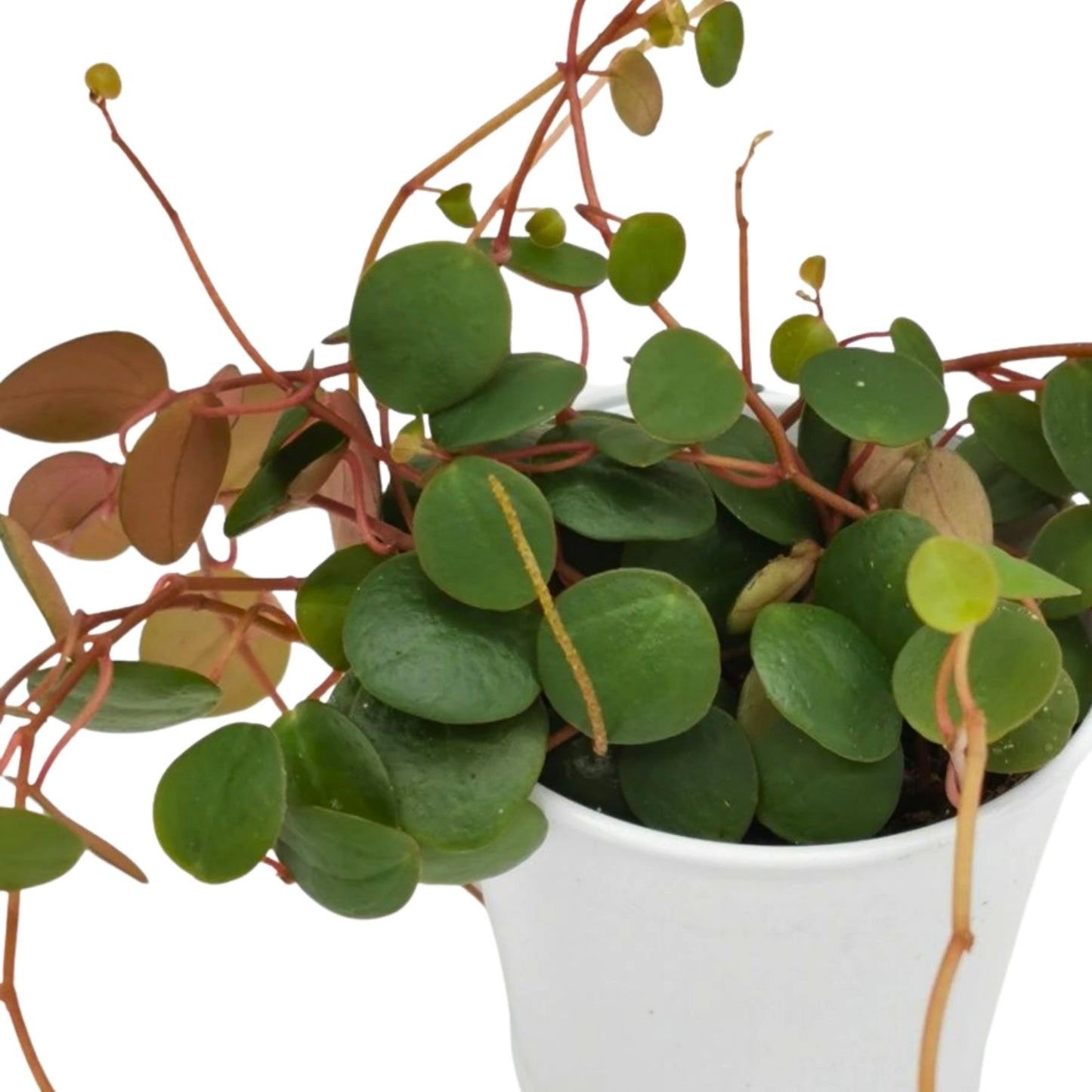 Ruby Cascade' Peperomia