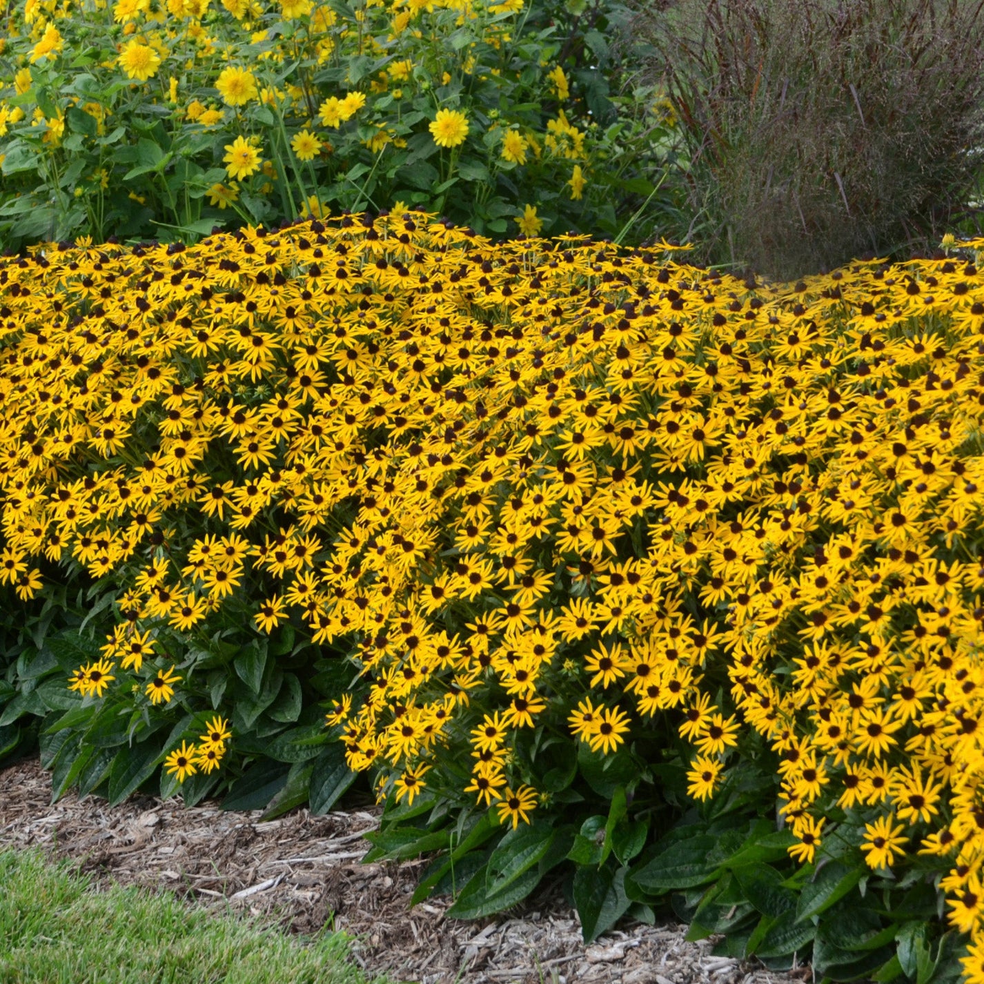 Little Goldstar Black-Eyed Susan – Jardineries Botanix