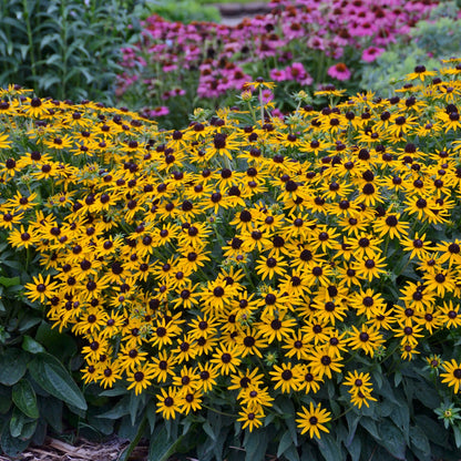 Little Goldstar Black-Eyed Susan