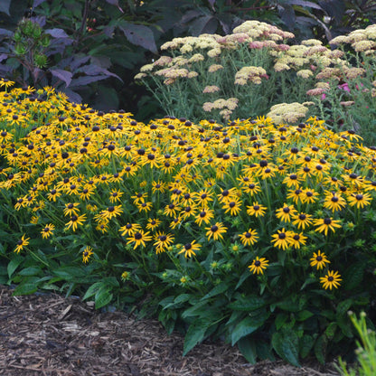 Little Goldstar Black-Eyed Susan