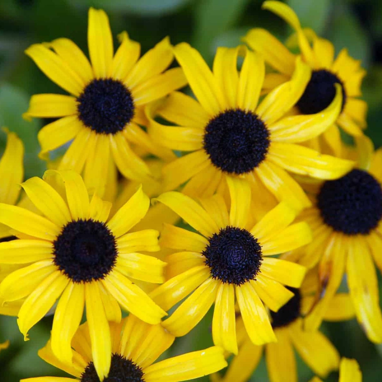 Rudbeckie 'American Goldrush'