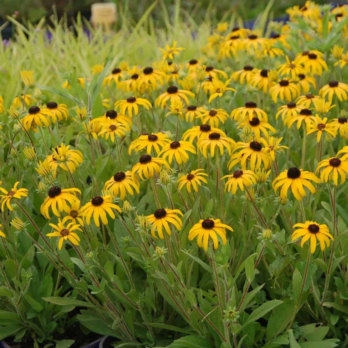 Rudbeckie 'American Goldrush'