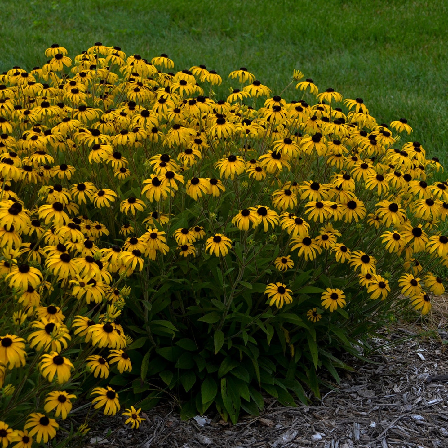 Rudbeckie 'American Goldrush'