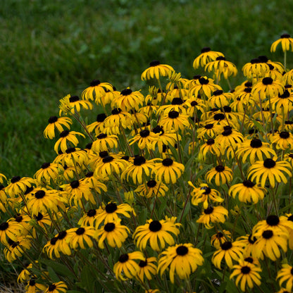 Rudbeckie 'American Goldrush'