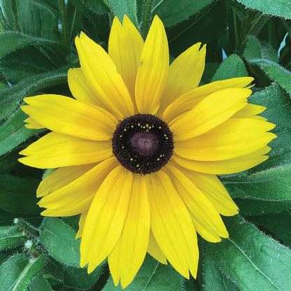 SUNBECKIA® Paulina Black-Eyed Susan