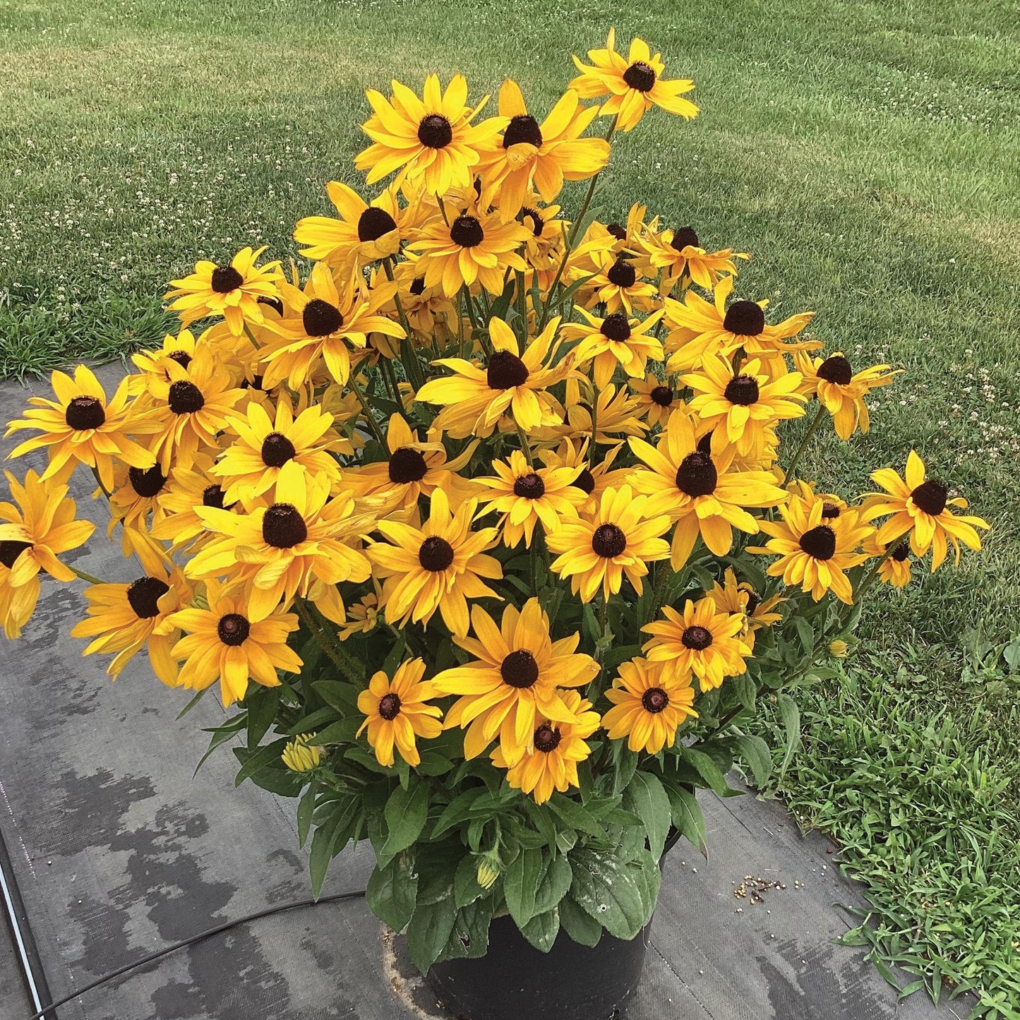 black eyed susan potted plants SUNBECKIA® Paulina Black-Eyed Susan – Jardineries Botanix