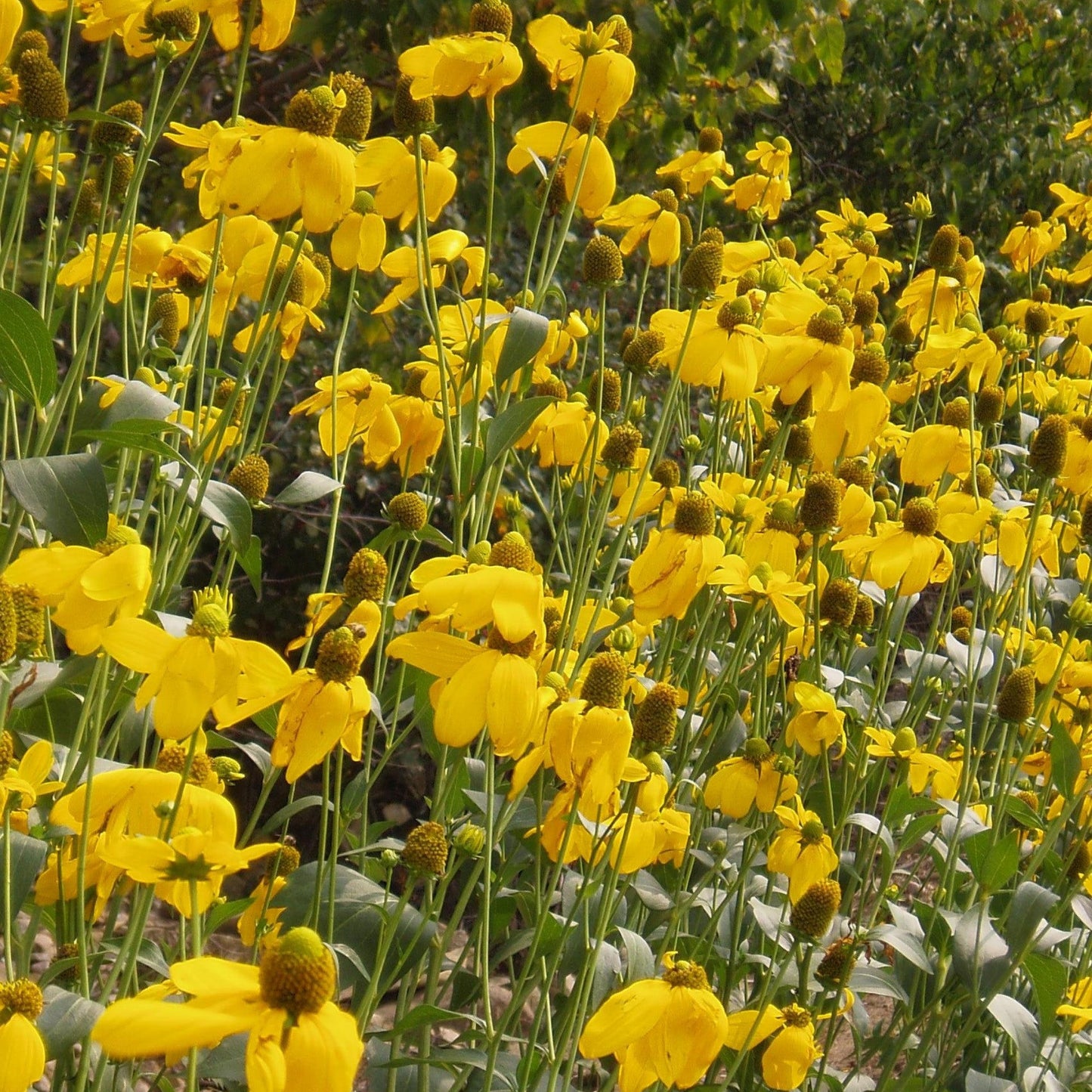 Rudbeckie 'Autumn Sun'