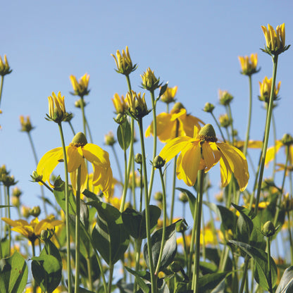 Rudbeckie 'Autumn Sun'